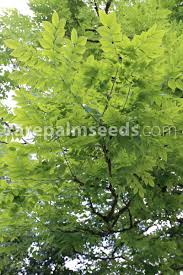 Attēlu rezultāti vaicājumam “Gymnocladus dioicus”