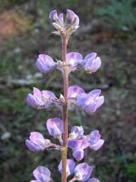 Image result for Lupinus polyphyllus Lindl.