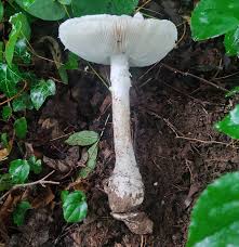 Attēlu rezultāti vaicājumam “Amanita strobiliformis”