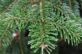 Attēlu rezultāti vaicājumam “Abies”