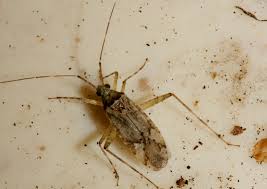 Attēlu rezultāti vaicājumam “Phytocoris longipennis”