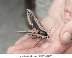 Attēlu rezultāti vaicājumam “Craniophora ligustri larva”