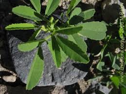 Attēlu rezultāti vaicājumam “Melilotus albus leaf”