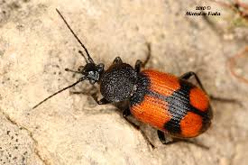 Attēlu rezultāti vaicājumam “Panagaeus cruxmajor”