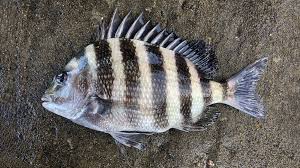 Image result for Archosargus probatocephalus