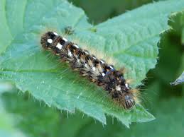 Attēlu rezultāti vaicājumam “Acronicta rumicis larva”