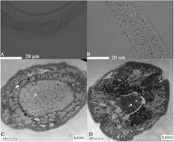 Attēlu rezultāti vaicājumam “Comatricha elegans var. microspora”