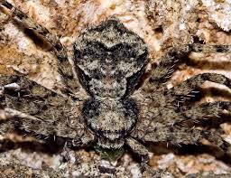 Attēlu rezultāti vaicājumam “Philodromus margaritatus”