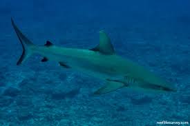 Image result for Carcharhinus amblyrhynchos