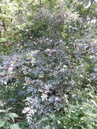 Attēlu rezultāti vaicājumam “Rosa glauca flower”