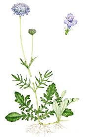 Image result for Scabiosa columbaria