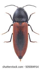 Attēlu rezultāti vaicājumam “Ampedus sanguinolentus”