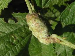 Attēlu rezultāti vaicājumam “Diastrophus rubi”