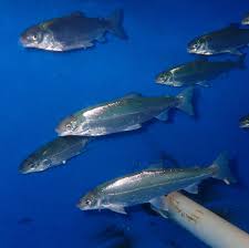 Image result for Coregonus huntsmani