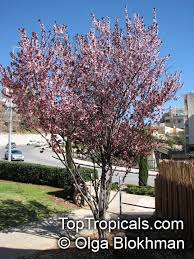 Attēlu rezultāti vaicājumam “Prunus cerasifera var. divaricata”