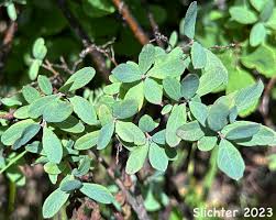 Attēlu rezultāti vaicājumam “Vaccinium uliginosum leaf”
