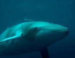 Image result for Balaenoptera acutorostrata