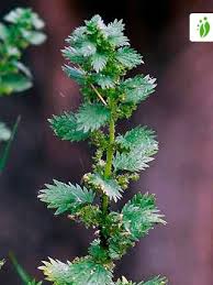 Attēlu rezultāti vaicājumam “Urtica urens”