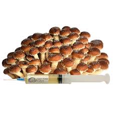 Attēlu rezultāti vaicājumam “Pholiota aurivella”