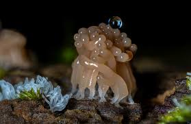 Attēlu rezultāti vaicājumam “Cribraria tenella spores”