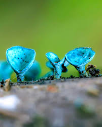 Attēlu rezultāti vaicājumam “Scoliciosporum chlorococcum”