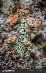 Attēlu rezultāti vaicājumam “Cladonia coccifera”