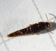 Attēlu rezultāti vaicājumam “Sepedophilus sp.”