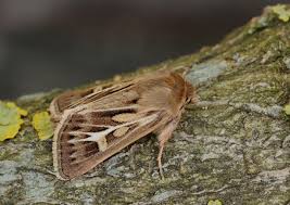 Attēlu rezultāti vaicājumam “Cerapteryx graminis”