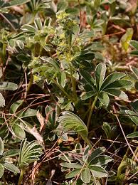 Attēlu rezultāti vaicājumam “Alchemilla subcrenata”