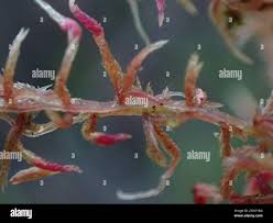 Attēlu rezultāti vaicājumam “Sphagnum russowii”