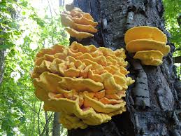Attēlu rezultāti vaicājumam “Laetiporus sulphureus”