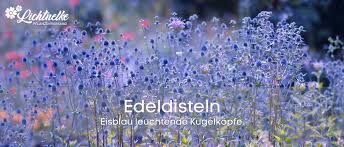 Image result for Edeldistel
