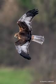 Image result for Billingham Marsh House Harriers