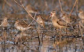 Image result for Numenius minutus