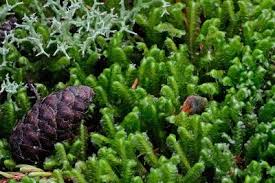 Attēlu rezultāti vaicājumam “Bazzania trilobata”