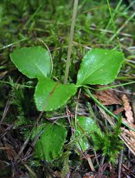 Attēlu rezultāti vaicājumam “Moneses uniflora fruit”