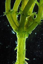 Attēlu rezultāti vaicājumam “Chara tomentosa”