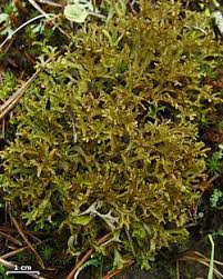 Attēlu rezultāti vaicājumam “Cetraria islandica”