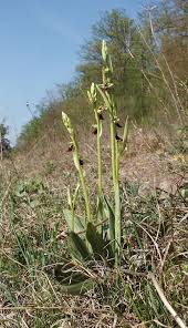 Attēlu rezultāti vaicājumam “Ophrys insectifera”