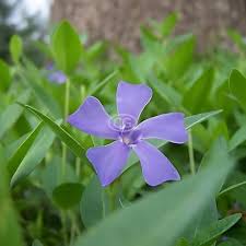 Attēlu rezultāti vaicājumam “Vinca minor flower”