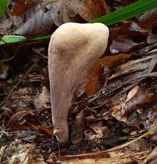 Attēlu rezultāti vaicājumam “Clavariadelphus pistillaris”