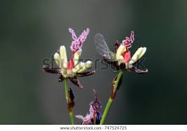 Attēlu rezultāti vaicājumam “Juncus gerardii”