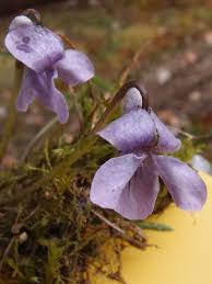 Attēlu rezultāti vaicājumam “Viola epipsila flower”