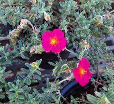 Attēlu rezultāti vaicājumam “Helianthemum nummularium fruit”