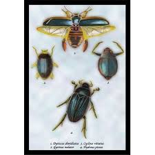 Attēlu rezultāti vaicājumam “Dytiscus dimidiatus”