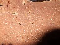 Attēlu rezultāti vaicājumam “Junghuhnia collabens”