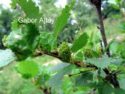Attēlu rezultāti vaicājumam “Betula humilis”