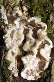 Attēlu rezultāti vaicājumam “Phellinus laevigatus”