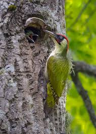 Attēlu rezultāti vaicājumam “Picus viridis”