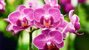 Attēlu rezultāti vaicājumam “Liceaceae”